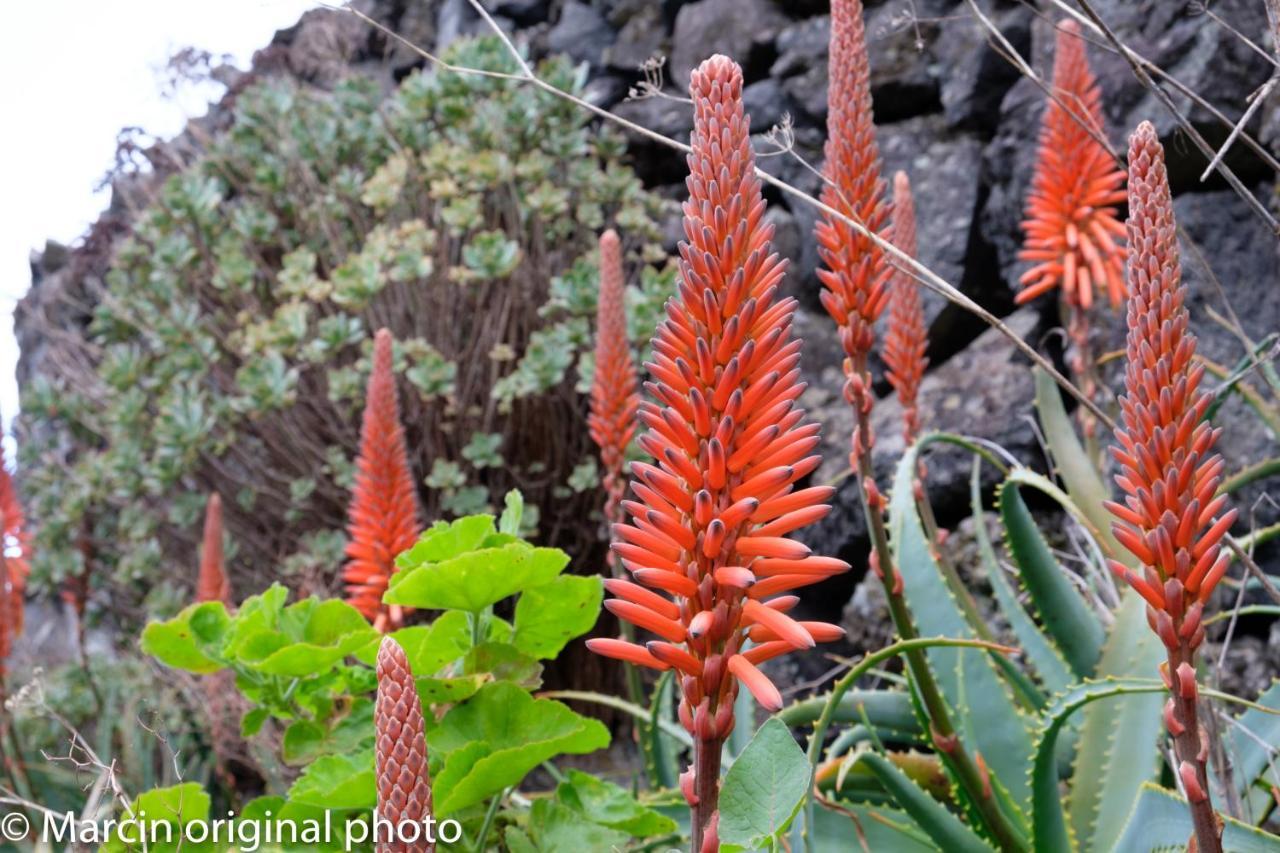 Tenerife Lizards - Duplex In The First Line Villa Callao Salvaje Exterior foto