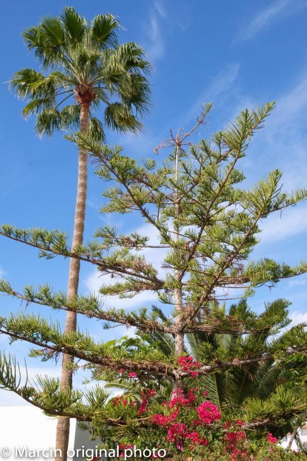 Tenerife Lizards - Duplex In The First Line Villa Callao Salvaje Exterior foto